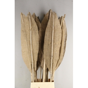 DF Leaf Bamboo Rib 180cm L.Nat