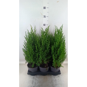 Juniperus chinensis 'Stricta'