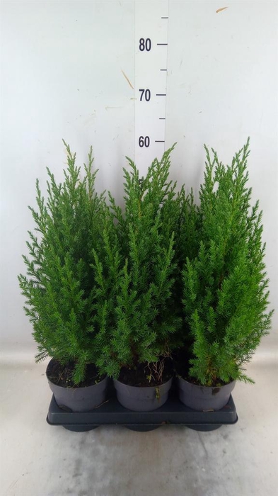 <h4>Juniperus chinensis 'Stricta'</h4>