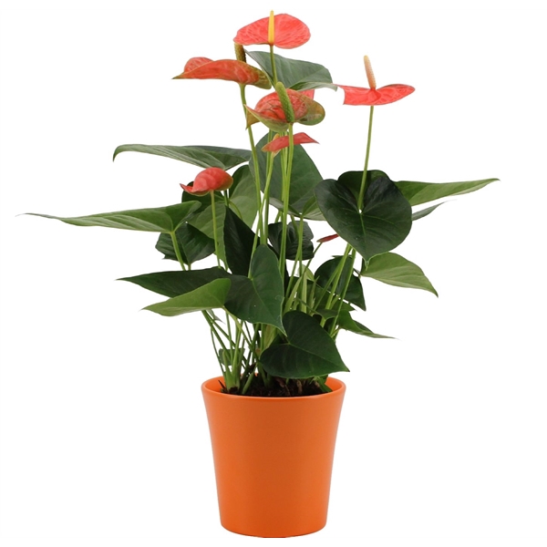 <h4>Anthurium Prince of Orange in Boston ceramics</h4>