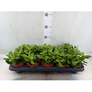 Crassula ovata 'Sunset'