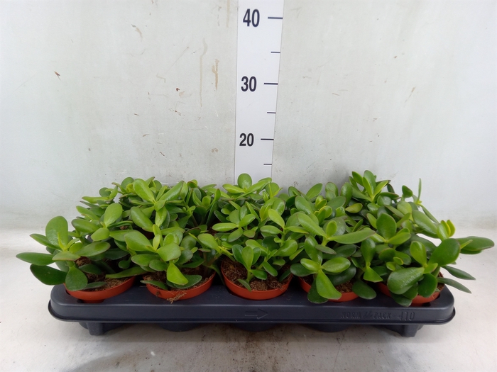 <h4>Crassula ovata 'Sunset'</h4>
