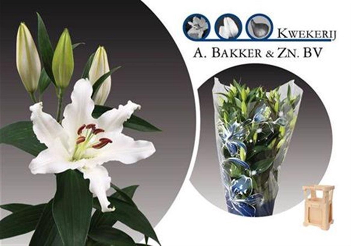 <h4>Li Or Helvetia</h4>