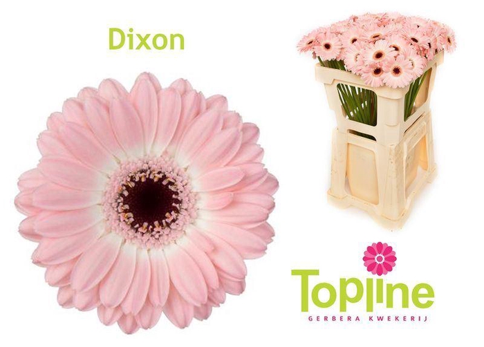 <h4>GERMINI DIXON</h4>