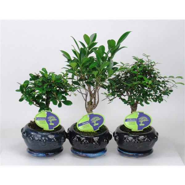 <h4>Bonsai mix indoor, 13 cm broom, with drip tray</h4>