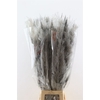 Dried Cortaderia Dadang Grey 100cm P Stem