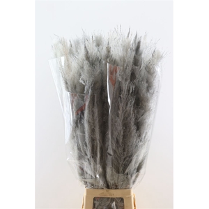 Dried Cortaderia Dadang Grey 100cm P Stem