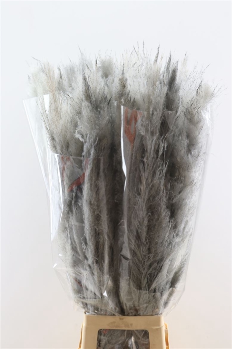 <h4>Dried Cortaderia Dadang Grey 100cm P Stem</h4>