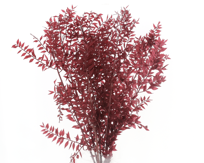 <h4>Dried  Bleached Ruscus Coffee</h4>