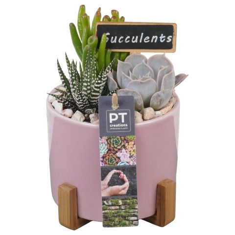 <h4>Opm Pt PTSU8465 Succ Keramiek Pot + Houten Voet</h4>