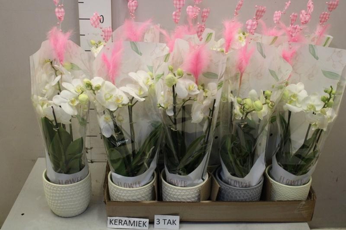 <h4>ARR PHAL MT</h4>