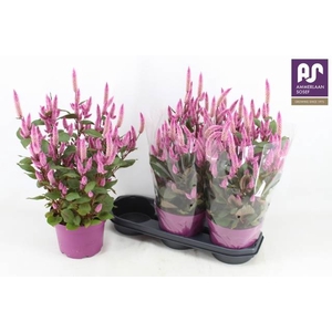 CEL WILD PINK P19