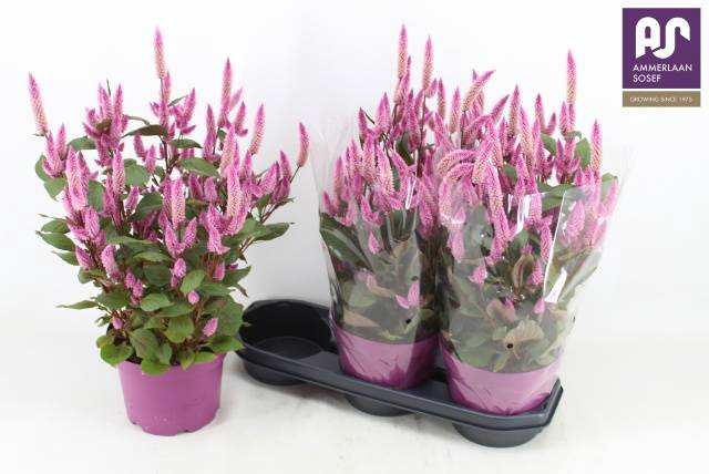 <h4>CEL WILD PINK P19</h4>