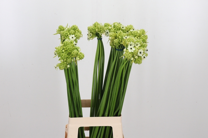 <h4>Ornithogalum Saundersiae</h4>