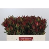 Leucadendron Blush Spray