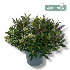 Hebe Donna Duo P23 (Groen en bont) Addenda®
