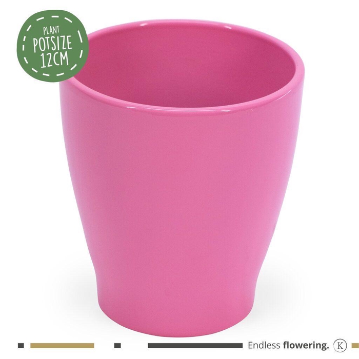 <h4>Karma - SOLO POTS - Carolina MIX 12 cm |</h4>