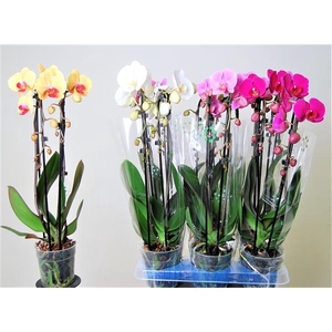 Cascades 2 tak gemengd 16+