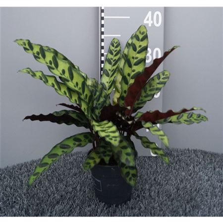 <h4>Calathea Lancifolia (insignis)</h4>