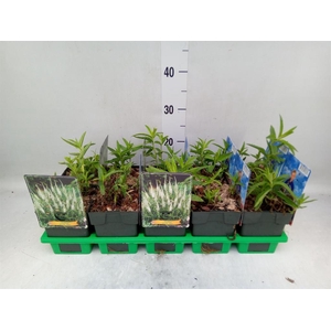 Veronica spicata 'Alba'