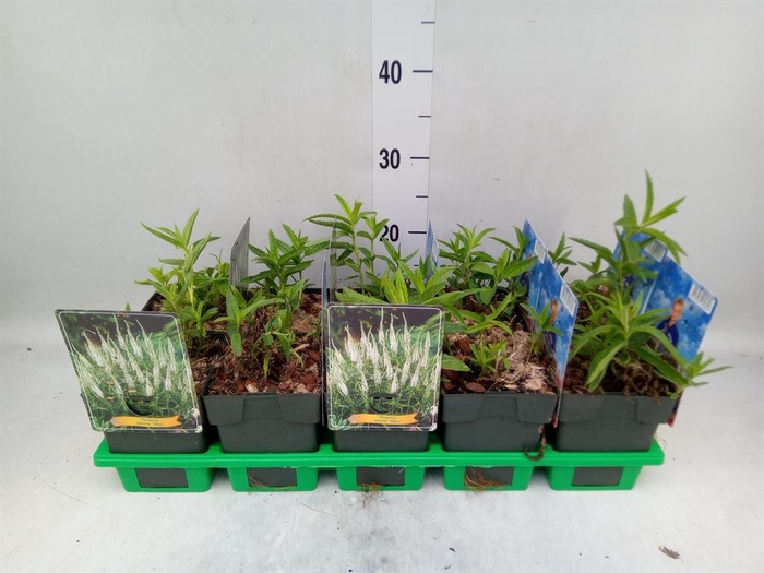 <h4>Veronica spicata 'Alba'</h4>