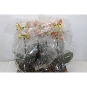 PHAL. 8/10 FLS P15 BICOLOR MIN 8 FLS