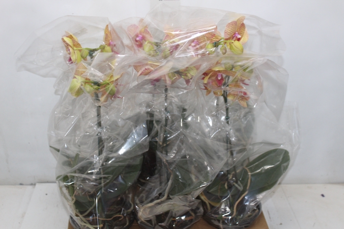 <h4>PHAL. 8/10 FLS P15 BICOLOR MIN 8 FLS</h4>