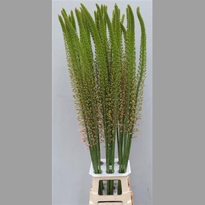 Eremurus Romance