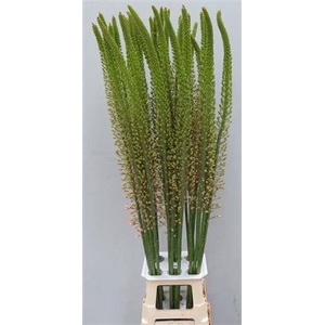 Eremurus Romance Salmon