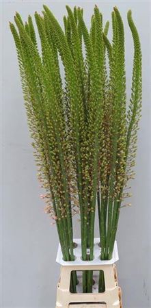 <h4>Eremurus Romance</h4>