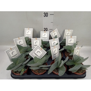 Crassula  'Boomerang'