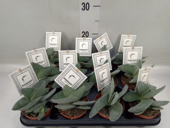 <h4>Crassula 'Boomerang'</h4>