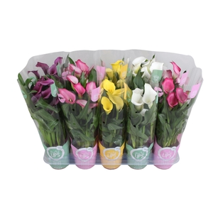 Zantedeschia gemengd Calla mix in MoreLIPS® hoes