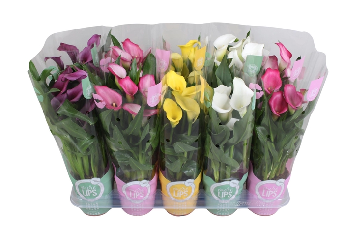 <h4>Zantedeschia gemengd Calla mix in MoreLIPS® hoes</h4>