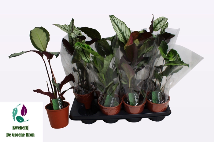 <h4>CALAT GEM 3 SRT</h4>