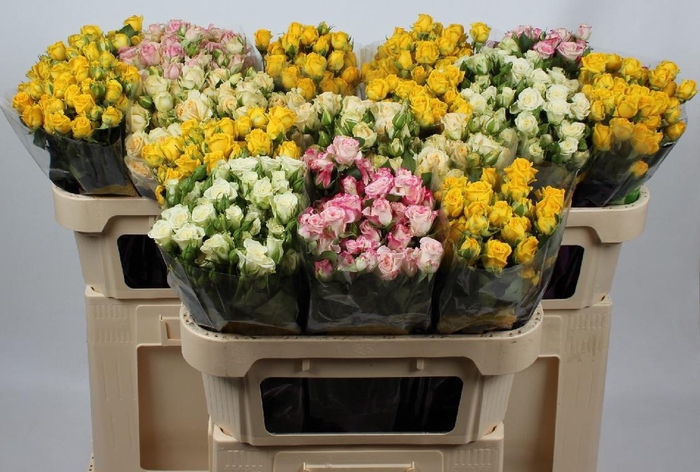 <h4>R TR GEM IN FUST</h4>