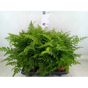 Asplenium  'Parvati'