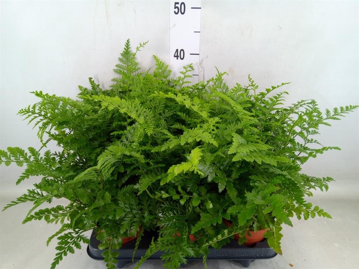<h4>Asplenium  'Parvati'</h4>