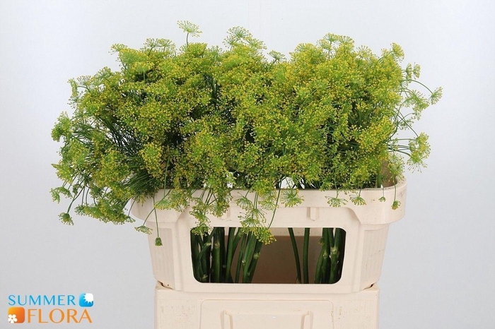 <h4>ANET GRAVEOLENS</h4>