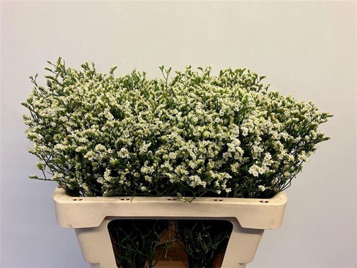 Lim Sin Sen P Colada