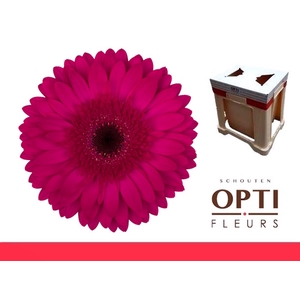 Gerbera Martini Water