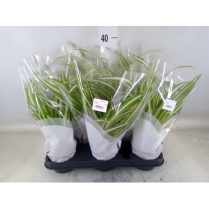 Chlorophytum com. 'Variegatum'