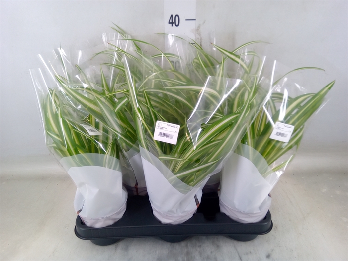 <h4>Chlorophytum com. 'Variegatum'</h4>