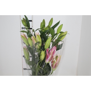 LIRIO ROSELILY ELENA 090 CM DOBRADO