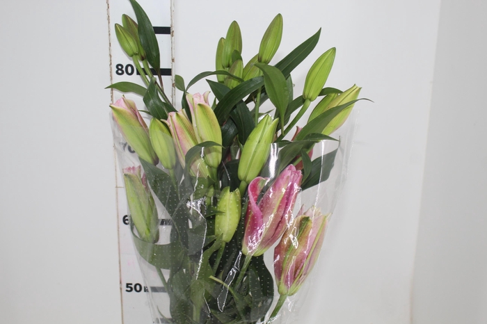 LIRIO ROSELILY ELENA 090 CM DOBRADO
