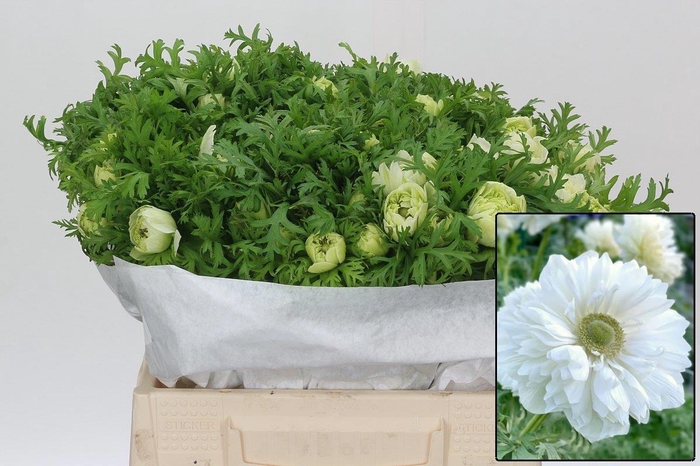 <h4>ANEM CO LEV BIANCO</h4>