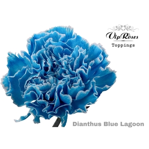 DI ST BLUE LAGOON