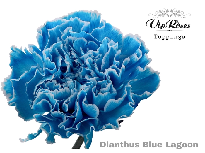 DI ST BLUE LAGOON