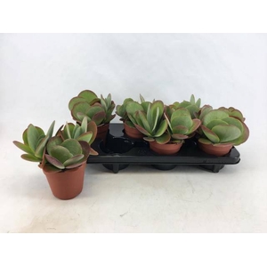 KALANCHOE THYRSIFL