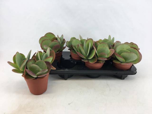 <h4>KALANCHOE THYRSIFL</h4>